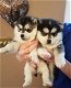 Pomsky-puppy's - 0 - Thumbnail