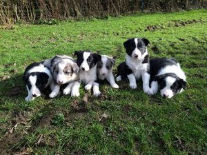 Border Collie-puppy's - 0