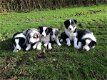 Border Collie-puppy's - 0 - Thumbnail