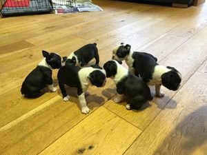 Prachtige Boston Terrier-puppy's - 0