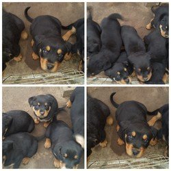 Rottweiler-pups - 0