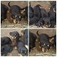 Rottweiler-pups - 0 - Thumbnail