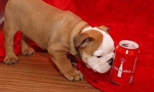 Engelse bulldog puppies - 0