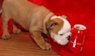 Engelse bulldog puppies - 0 - Thumbnail