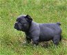 Franse Bulldog pup / French Bulldog / Sporty / sportief - 0 - Thumbnail