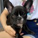 Franse Bulldog pup / French Bulldog / Sporty / sportief - 1 - Thumbnail