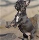 Blauwe en fawn Franse bulldog pups - 1 - Thumbnail
