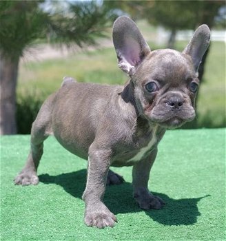 Blauwe en fawn Franse bulldog pups - 2