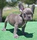 Blauwe en fawn Franse bulldog pups - 2 - Thumbnail
