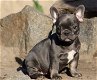 Franse Bulldog pups - 0 - Thumbnail