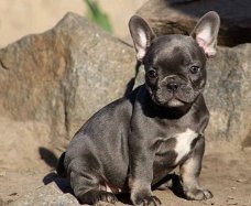  Franse Bulldog pups 