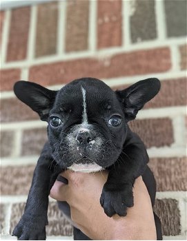 Franse Bulldog pups - 1