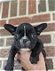 Franse Bulldog pups - 1 - Thumbnail
