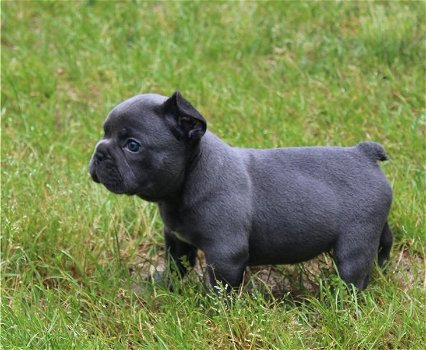 Franse bulldog pups - 100 % - 0