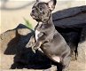 Franse bulldog pups - 100 % - 1 - Thumbnail