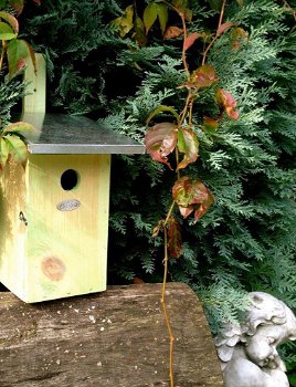 Vogelhuisje van grenen hout- vogelhuis-vogel-tuindeco - 4