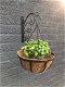 Wandhaak metaal met hangmand voor een mooie plant - 4 - Thumbnail
