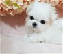 Maltese puppy - 0 - Thumbnail