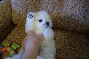 Maltese puppy - 1