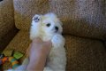 Maltese puppy - 1 - Thumbnail