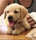 labrador retriever - 0 - Thumbnail