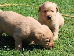 labrador retriever - 1