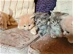 Katten te om adoption - 0 - Thumbnail