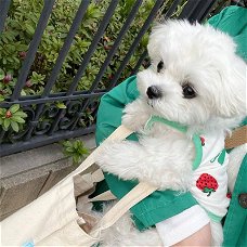 Maltese Puppies om te adopteren