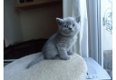 Prachtige stamboom blauwe Brits Korthaar kittens om te adoption - 0 - Thumbnail