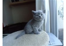 Prachtige stamboom blauwe Brits Korthaar kittens om te adoption