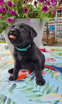 Prachtige raszuivere labrador pups zwart - 0