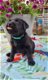 Prachtige raszuivere labrador pups zwart - 0 - Thumbnail
