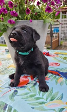 Prachtige raszuivere labrador pups zwart