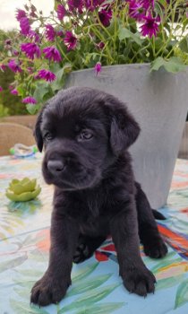 Prachtige raszuivere labrador pups zwart - 1