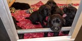 Prachtige raszuivere labrador pups zwart - 2 - Thumbnail