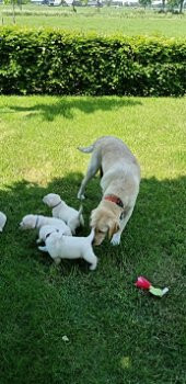 Super mooi speels golden retriever reutje met stamboom - 0