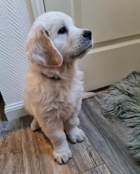 Leuk Golden retriever reutje - 0