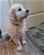 Leuk Golden retriever reutje - 0 - Thumbnail