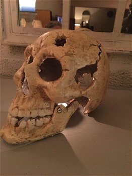 1 grote anatomische schedel,gietijzer-white-rust-schedel - 1