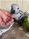 Handgefokte Afrikaanse Grijze Papegaaien nu beschikbaar - 0 - Thumbnail
