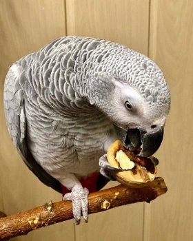 Pratende getemde Afrikaanse grijze papegaaien - 0