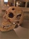 1 grote anatomische schedel,gietijzer-white-rust-schedel - 1 - Thumbnail