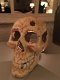 1 grote anatomische schedel,gietijzer-white-rust-schedel - 4 - Thumbnail