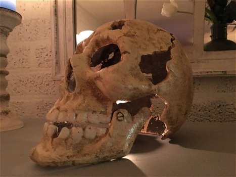 1 grote anatomische schedel,gietijzer-white-rust-schedel - 5