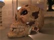 1 grote anatomische schedel,gietijzer-white-rust-schedel - 5 - Thumbnail