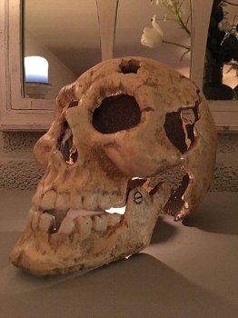 1 grote anatomische schedel,gietijzer-white-rust-schedel - 6