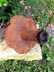 1 waterspuwer voor de tuin fonteinen, rozenblad, Iron. - 4 - Thumbnail
