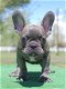 Franse Bulldog pup / French Bulldog / Sporty / sportief - 1 - Thumbnail