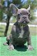 Blauwe en fawn Franse bulldog pups - 0 - Thumbnail
