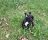 Blauwe en fawn Franse bulldog pups - 1 - Thumbnail